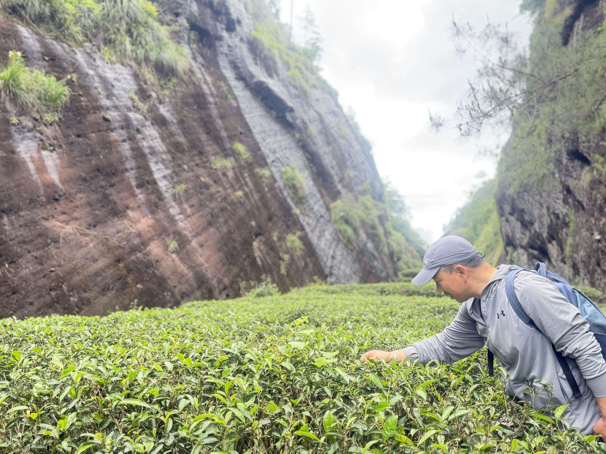 羲茗研茶好茶