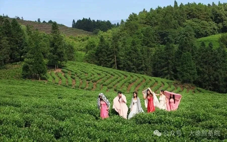 茶山选茶